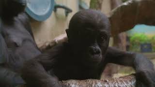 Gorilla Mom Kebi by Cleveland Metroparks Zoo 6,564 views 8 days ago 1 minute, 54 seconds