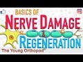 Nerve Regeneration | Wallerian Degeneration | Nerve Damage | ANIMATION | Neuron | The Young Orthopod