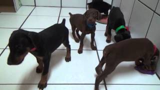 European Doberman puppies from Tequila Betelges by familydobes 1,833 views 8 years ago 10 minutes, 20 seconds