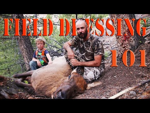 Field Dressing Elk and Deer - Gutless Method