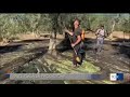 OLIO: AL VIA RACCOLTA OLIVE IN PUGLIA; QUINTUPLICATI COSTI ENERGIA PER OLIVICOLTORI E FRANTOIANI