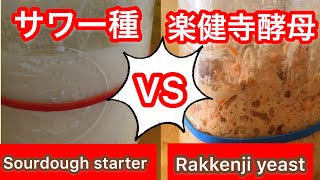 【検証】サワー種 VS 楽健寺酵母/2種の天然酵母で同じパンを作ってみた