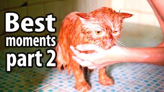 Funny animals. Best moments with cats and dogs. Animal Sounds. Part 2 by Funny Animals Channel 439 views 1 year ago 10 minutes, 16 seconds