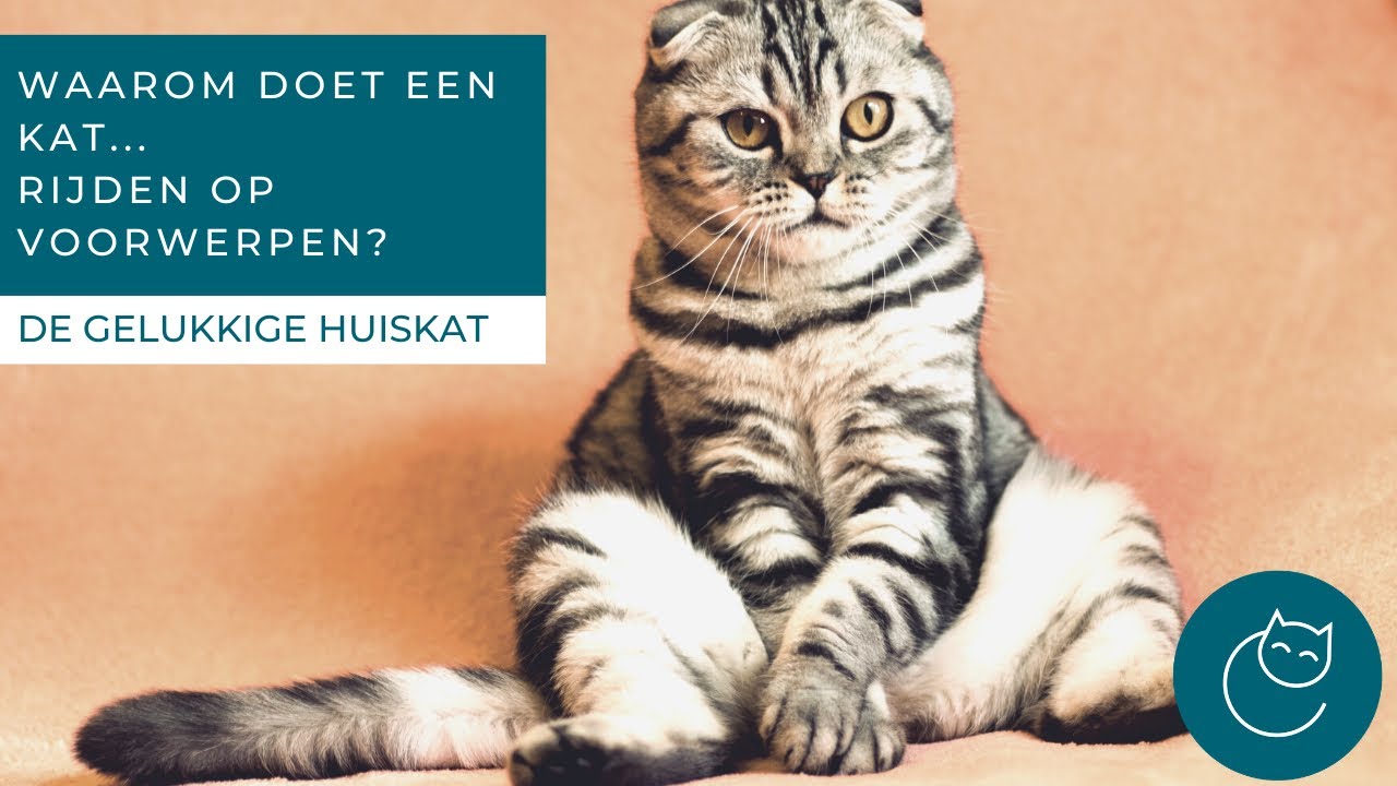 WAAROM VERTOONT MIJN GECASTREERDE KATER RIJGEDRAG? - De gelukkige