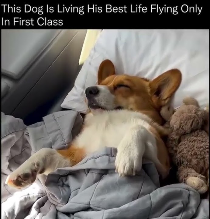 When the travel plans don’t make it out of the group chat so you bring your best friend 🐶