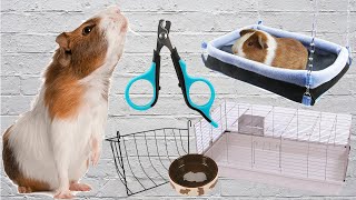 Guinea Pig Essentials. What do You Need for Guinea Pigs by Home Zoo 261 views 1 year ago 2 minutes, 18 seconds