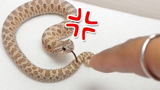 シシバナヘビがメッチャ怒ってる Youtube