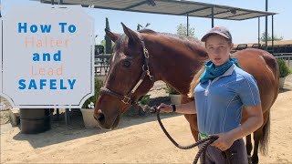 How to Halter and Lead Your Horse