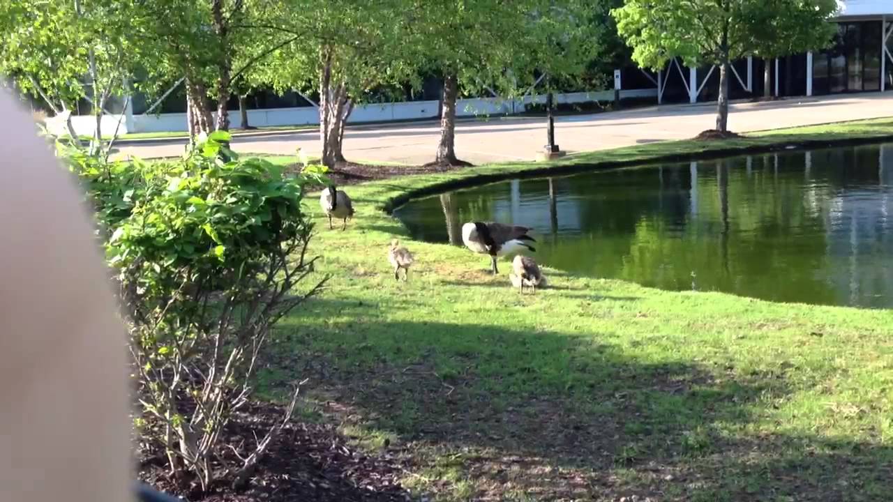 Grooming Geese