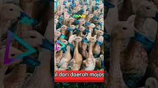 fakta jenis bebek petelur mojosari #shorts #bebek #bebekpetelur