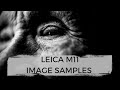 Leica M11 PHOTOS | NOT A TECHY REVIEW
