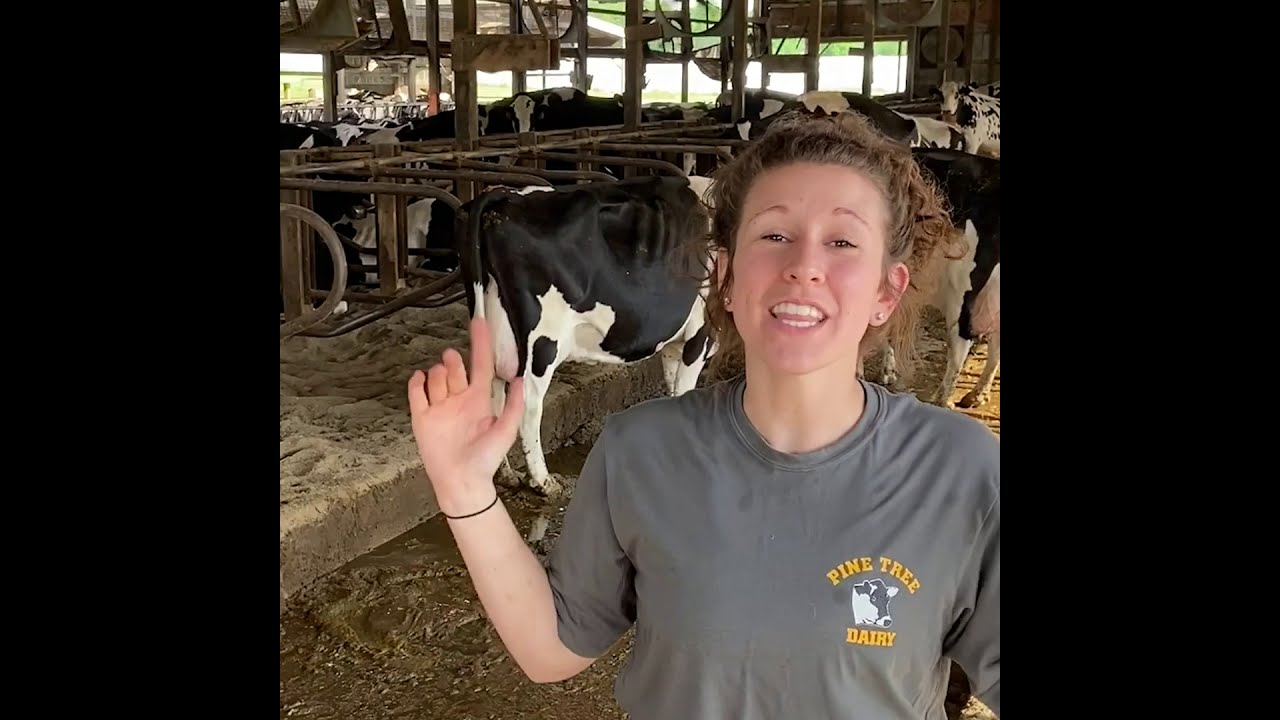 Horizon Summer Camp Cow Milking 101 Youtube