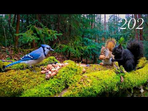 Cat & Dog TV: Squirrels and Birds in a Beautiful April Forest 4K. Ep. 202