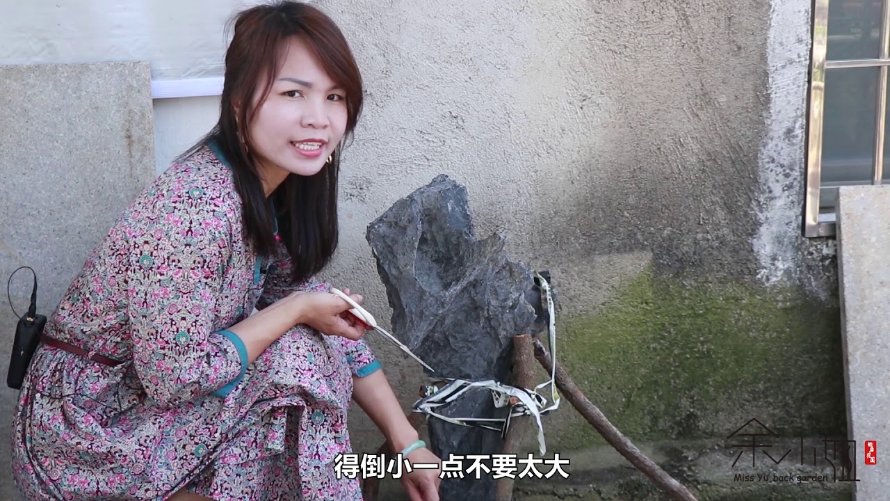 文人台湾真柏为了加速成型，改作成附石盆景，效果马上凸显