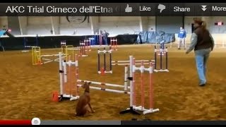 Cirneco dell'Etna agility run