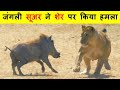 जंगली सूअर का हमला इतना खतरनाक क्यों होते हैं ? WHY WARTHOG ATTACK IS SO DANGEROUS ?