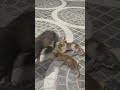 Cat feeding milk to her beautiful kittens 🐈⬛