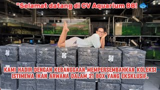 'CV Aquarium 88: Menjelajahi Arwana sebagai Ikan Kecantikan di Dunia Akuarium'