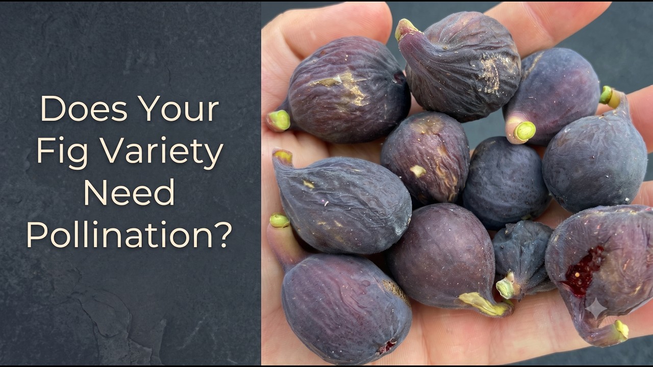 Figs Falling From the Tree? Does Your Fig Variety Require Pollination? An Easy Test