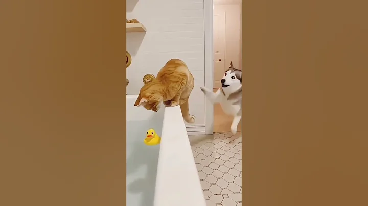 Video 11523761: cat vs dog funny, laugh cats dogs funny, laugh funny pets