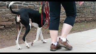 Walk Doctor Pack Walk Program.