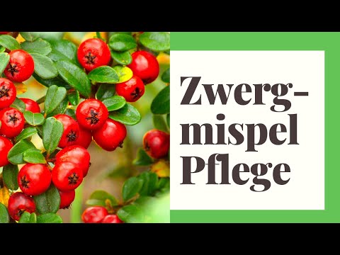 Video: Zwergmispel-Pflanzenpflege - Informationen zum Anbau von Zwergmispelsträuchern