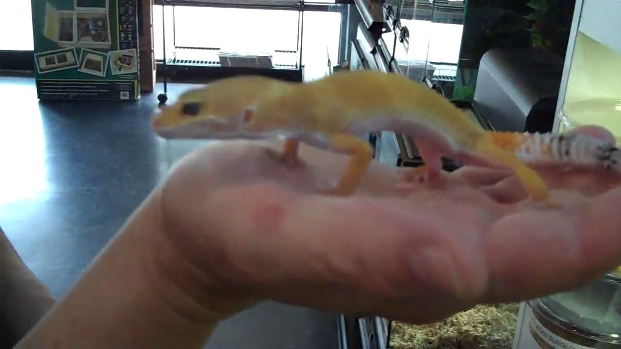 A SUPER SIWWY SUPER HYPO TANGERINE!