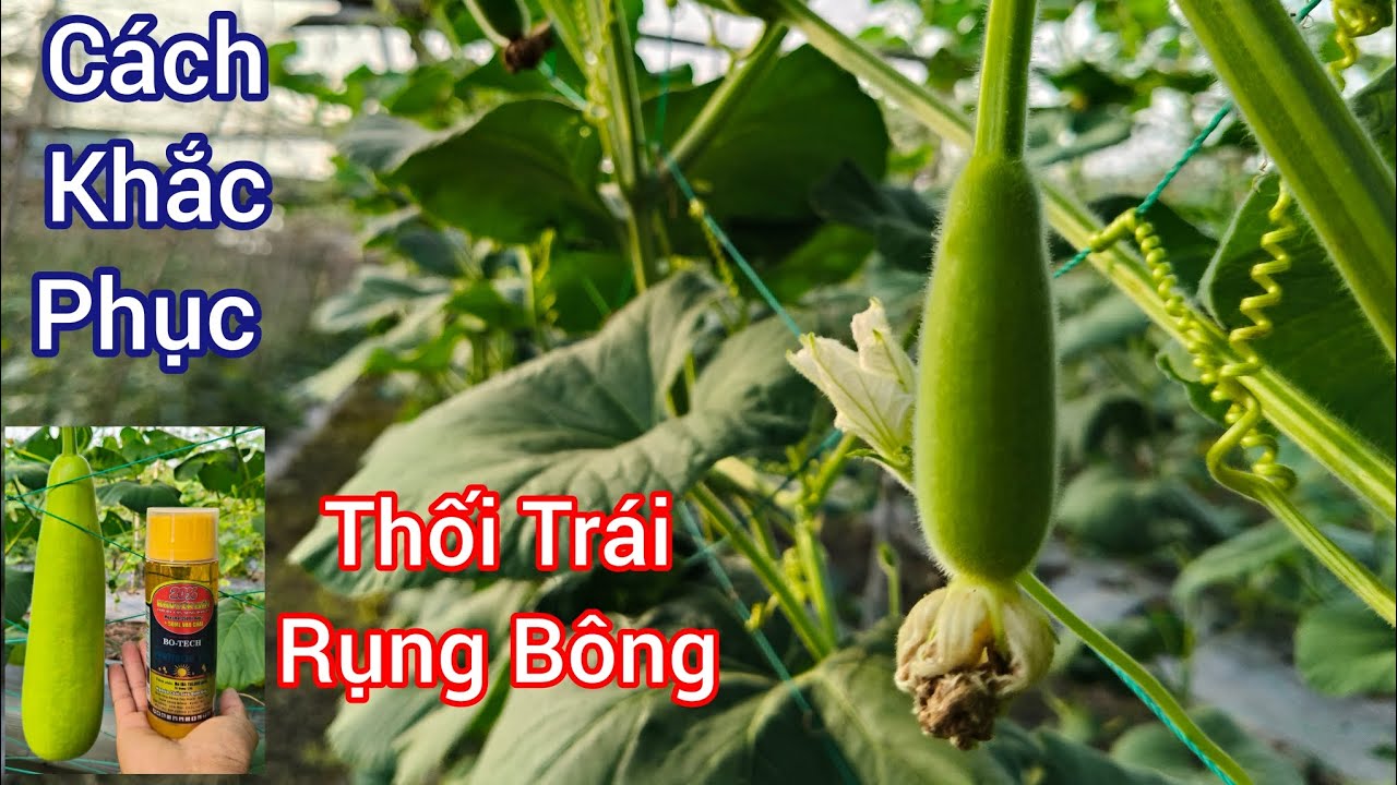 Hướng dẫn khắc phục bệnh thối Trái rụng Bông trên cây bầu - Bà con cần biết
