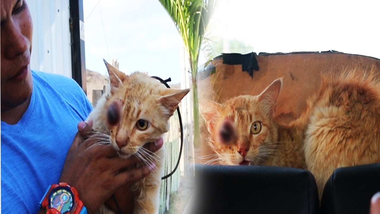 Gatito Sobrevive A Las Inundaciones Y Termina En El Hospital Con Varios Huesos Rotos By Letsadoptespana - las 12 mejores imágenes de roblox en 2019 orejas de gato y