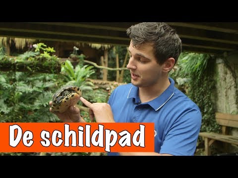 Alles over de waterschildpad 🐢  | DierenpraatTV