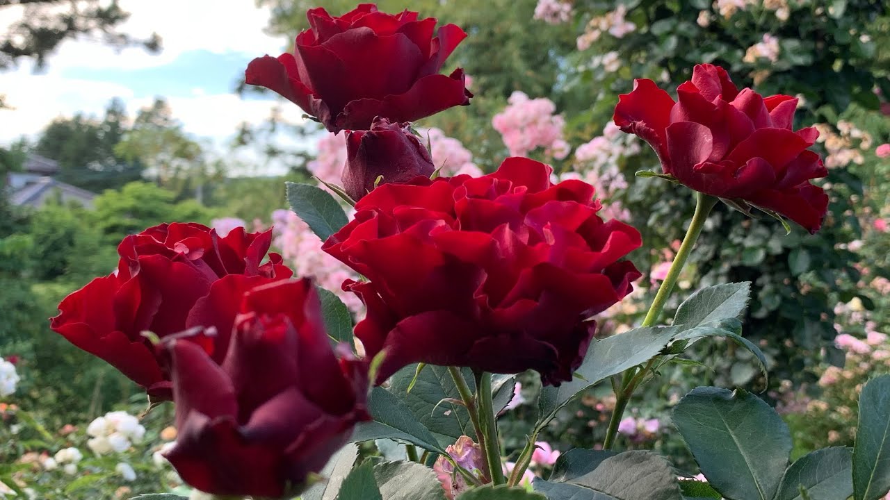 Introducing Roses Vol.18 'Homage a Barbara' - YouTube