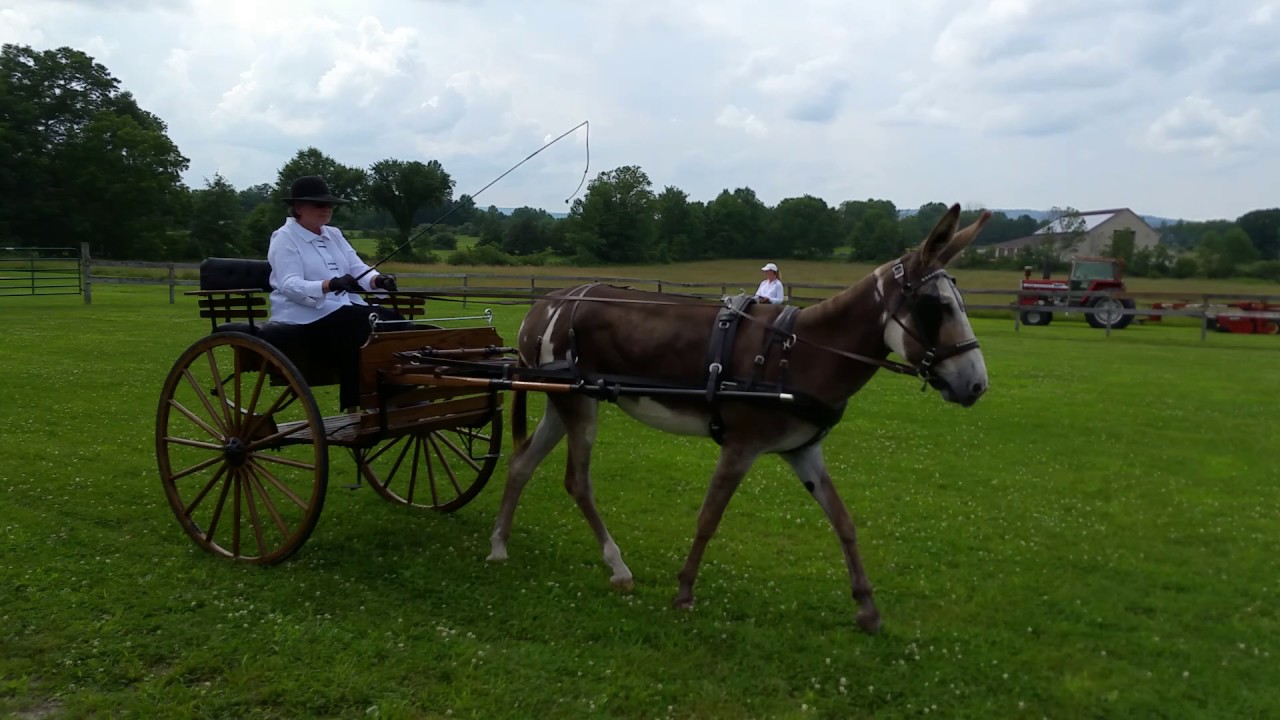 Donkey driving competition at the UCHC Horse Show