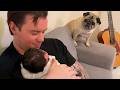 Hilarious Dogs Are Meeting Their New Baby Brother for the First Time! 🤣