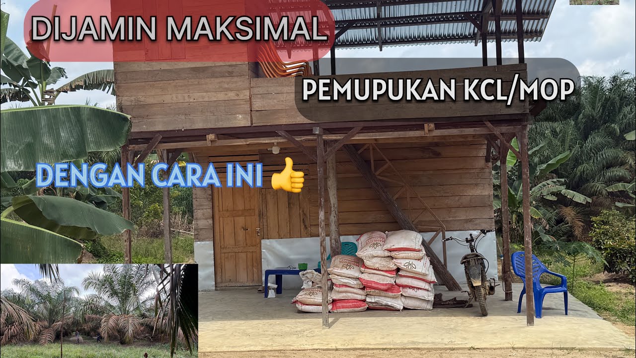 DIJAMIM MAKSIMAL HASILNYA JIKA DILAKUN DGN CARA INI MUPUK KCL 