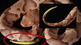 How To Properly Identify A Copperhead Snake