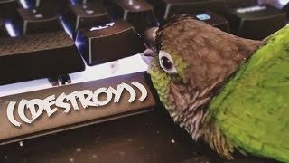 Birb destroys keyboard