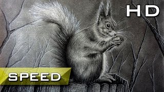 Speed Drawing Red squirrel with Pencil - Timelapse