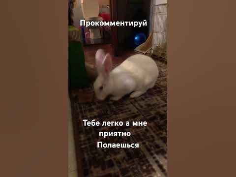 #грызун - YouTube