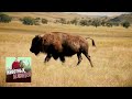Индейцы и бизоны. Про животных и людей. Фильм 2