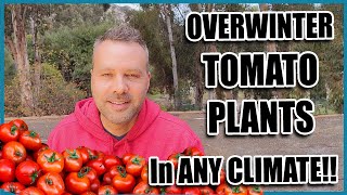 How to Over Winter TOMATOES