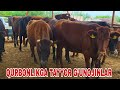 Dehqon akalarimizdan qurbonlikga va sigir qilish uchun tayyor g'unojinlar 21-may, 2026