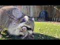 Mother Raccoons are Amazing | Incredible Footage!