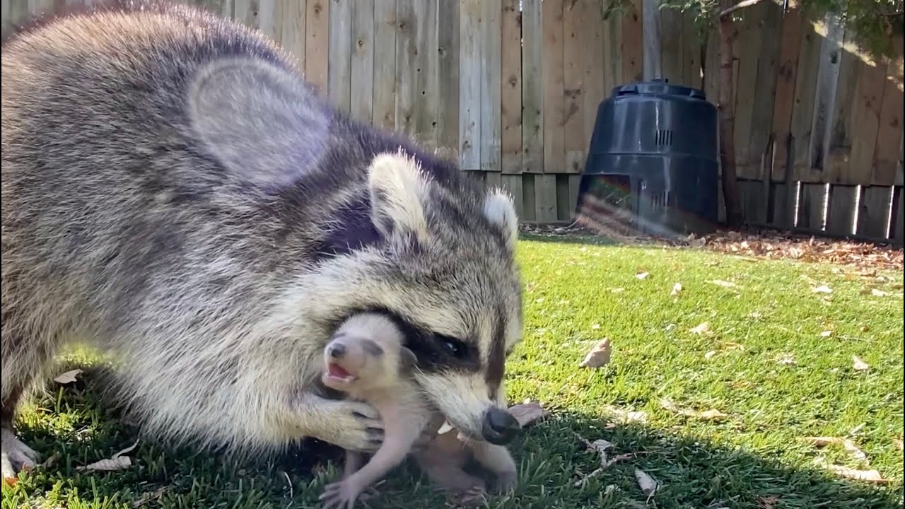 How Long Are Raccoons Pregnant