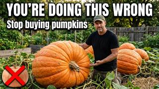 MASSIVE Pumpkins For Halloween Start Now, Here's Why Here S How To Grow Massive Pumpkins Before Halloween