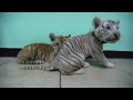 Nacen tigres de bengala en circo mexicano