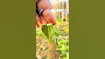 Cách ghép cải tạo cây bưởi cực dễ | Ai cũng làm được