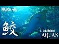 しまね海洋館アクアスAQUAS【神話の海 サメ（ワニ）やエイが悠々と泳ぐ大水槽】島根…
