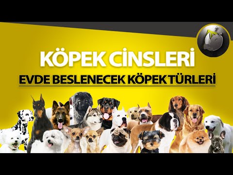 Video: Top 10 En Çok Aranan Küçük Köpek Irkları