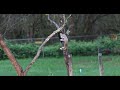 Squirrel eating from bird feeder