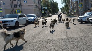 Огромная стая собак пробежала вдоль набережной в Самаре